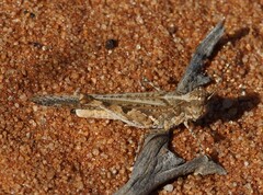 Pycnostictus seriatus
