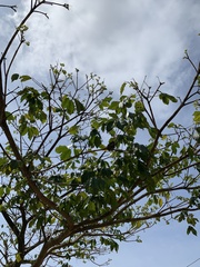 Handroanthus umbellatus