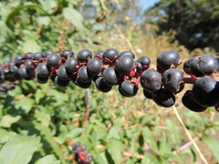 Phytolacca