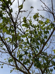 Handroanthus umbellatus