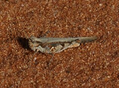 Pycnostictus seriatus