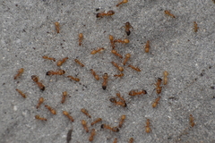 Camponotus festinatus