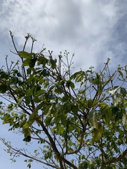 Handroanthus umbellatus
