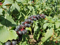 Phytolacca