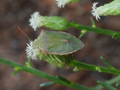 Thyanta custator accerra
