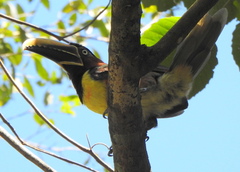 Pteroglossus castanotis