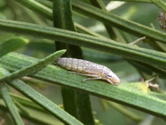 Homalodisca liturata