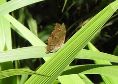 Godartiana muscosa
