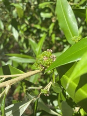 Nematolepis squamea squamea