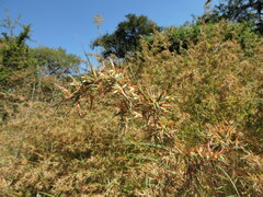 Hyparrhenia variabilis