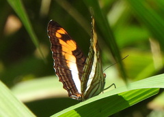Adelpha malea