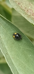 Apolinus lividigaster