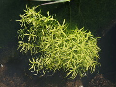 Callitriche heterophylla