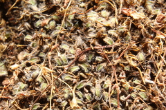 Riccia crinita