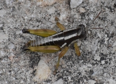 Paraidemona