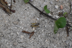 Paraidemona
