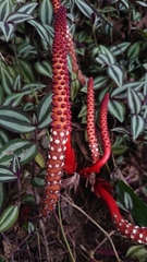 Balanophora laxiflora