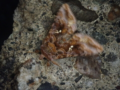 Autographa buraetica