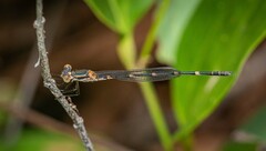 Austrolestes minjerriba