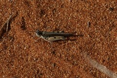 Pycnostictus seriatus