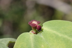 Euphorbia multiformis