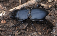 Pasimachus californicus