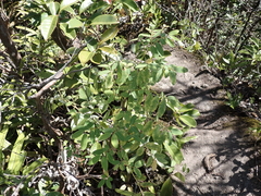 Euphorbia multiformis