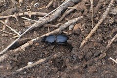 Pasimachus californicus