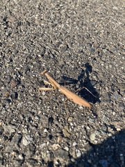 Statilia maculata maculata