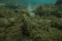 Atrina zelandica