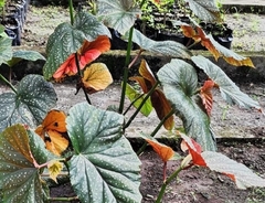 Begonia maculata