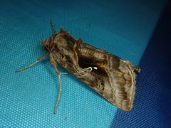 Autographa nigrisigna