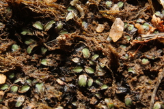 Riccia inflexa