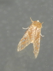 Lophocampa