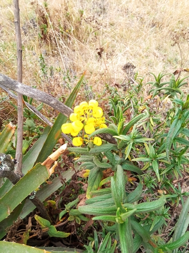 Calceolaria crenata