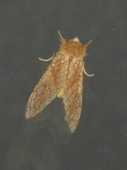 Lophocampa