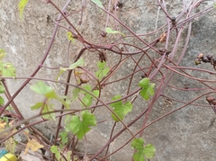 Merremia hederacea