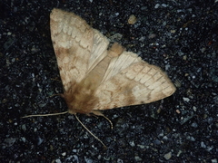Resapamea hedeni