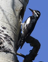 Sphyrapicus thyroideus