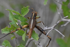 Schistocerca obscura