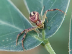 Thomisidae