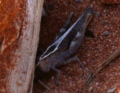 Apotropis vittata