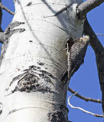 Sphyrapicus thyroideus