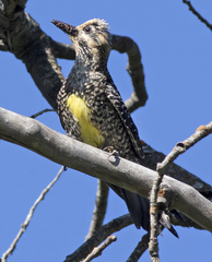 Sphyrapicus thyroideus