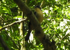 Trichothraupis melanops