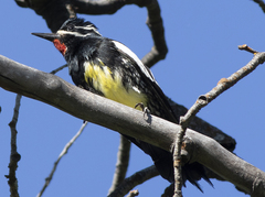 Sphyrapicus thyroideus