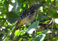 Hypoedaleus guttatus