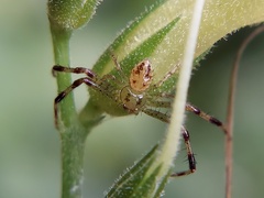 Thomisidae