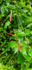 Dianthera secunda