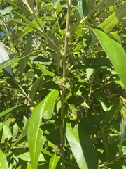 Nematolepis squamea squamea